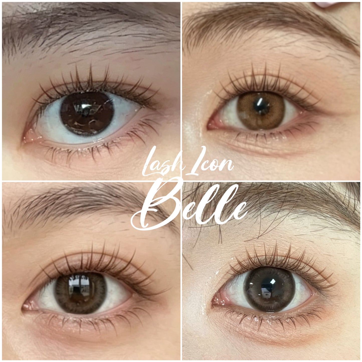 Belle- 棕色毛
